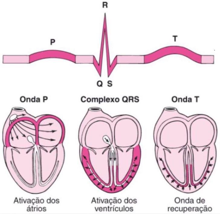 Ecg Como Interpretar As Ondas 4936